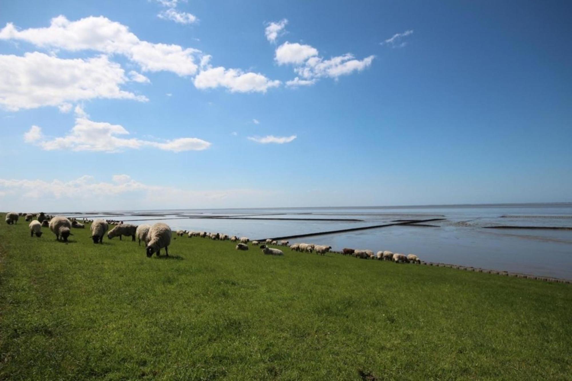Grosse Nordseewelle Ohne Hund Norden Exterior photo
